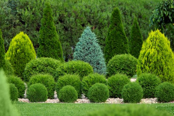 Cost of Bush Shaping Service in Santa Barbara