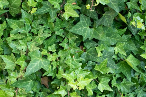 Cost of English Ivy Removal in Santa Barbara