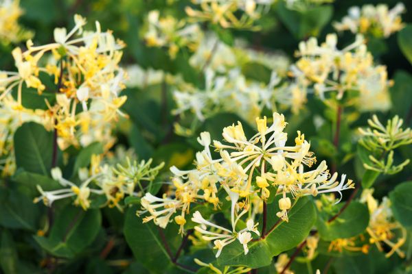 Cost of Honeysuckle Removal in Santa Barbara