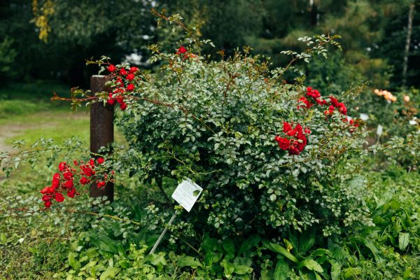 Cost of Rose Bush Removal in Santa Barbara