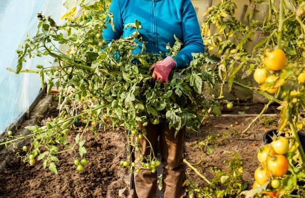 Cost of Garden Plant Removal in Santa Barbara
