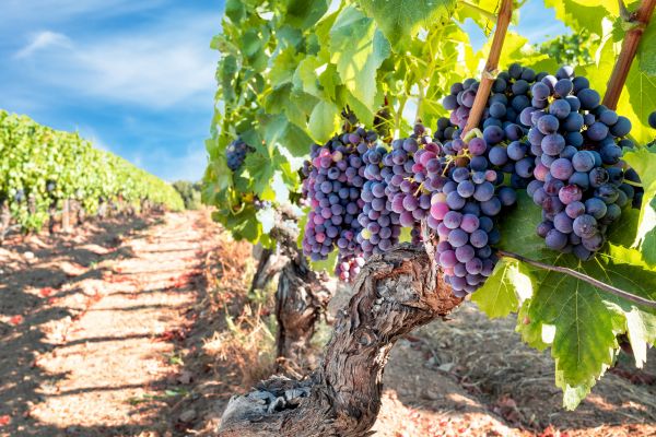 Cost of Grapevine Pruning in Santa Barbara