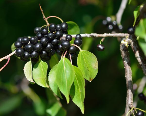 Cost of Buckthorn Removal in Santa Barbara