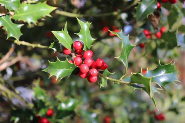 Cost of Holly Tree Trimming in Santa Barbara