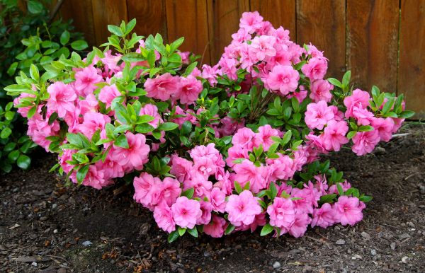 Cost of Azaleas Removal in Santa Barbara