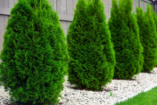 Cost of Arborvitae Pruning in Santa Barbara