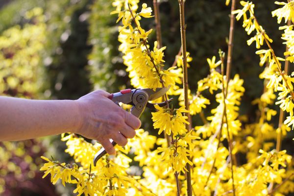 Forsythia Pruning in Santa Barbara