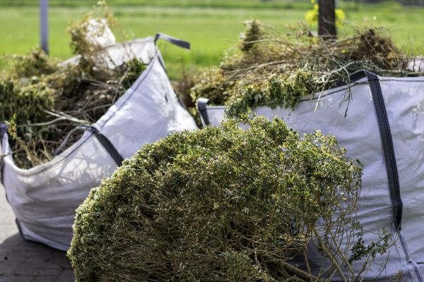 Cost of Shrubs Removal in Santa Barbara