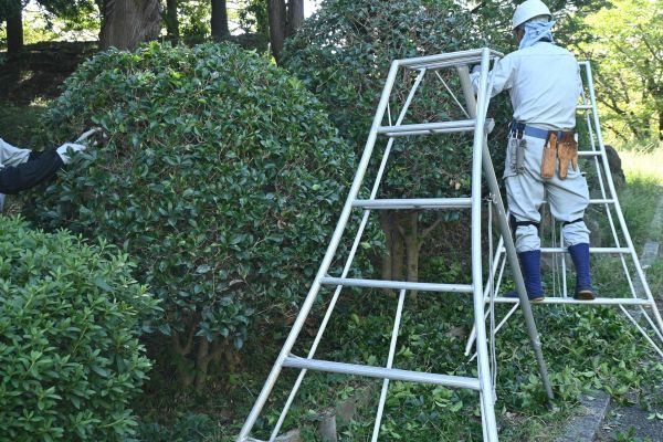 Cost of Holly Shaping in Santa Barbara