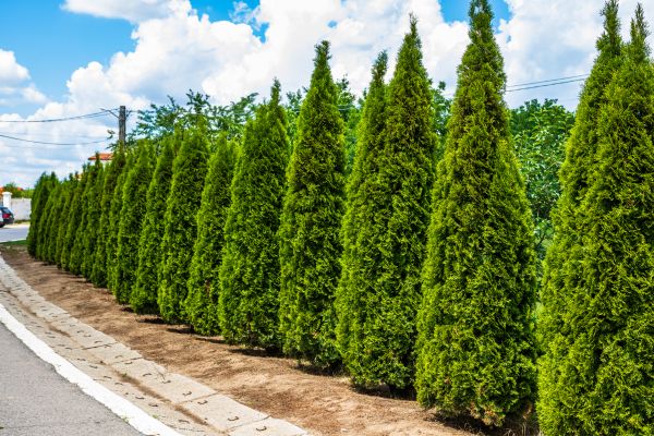 Cost of Arborvitae Shearing in Santa Barbara