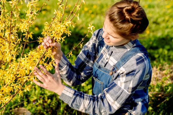 Cost of Forsythia Trimming in Santa Barbara
