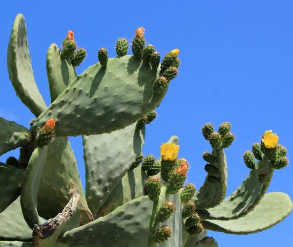 Cost of Cactus Removal in Santa Barbara