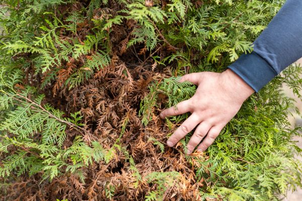 Arborvitae Clearing