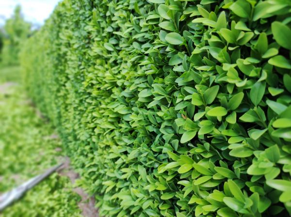 Cost of Boxwood Pruning in Santa Barbara