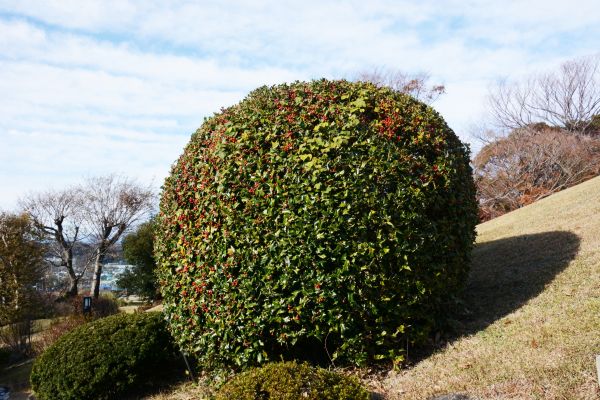 Cost of Holly Shrub Pruning in Santa Barbara