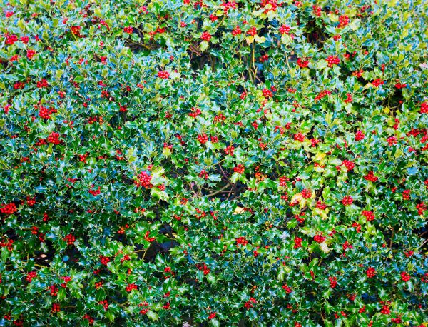 Cost of Holly Bush Removal in Santa Barbara