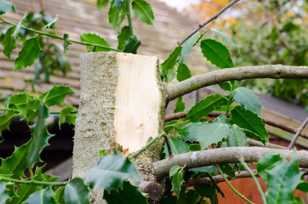 Cost of Holly Tree Removal in Santa Barbara