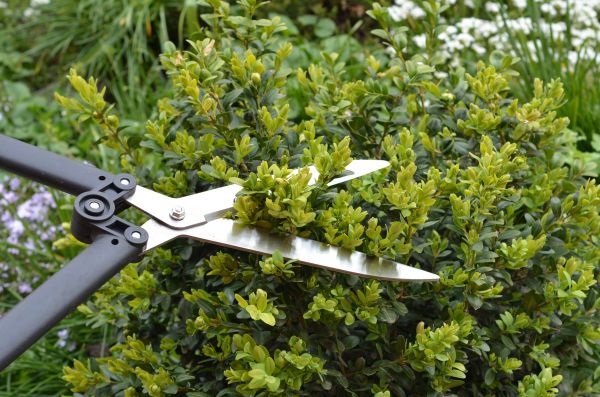 Cost of Boxwood Trimming in Santa Barbara