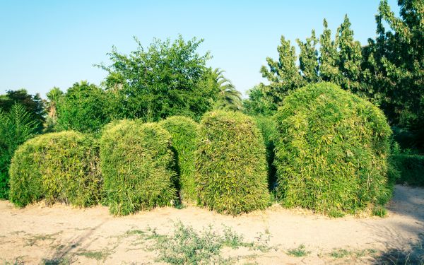 Cost of Bamboo Hedge Removal in Santa Barbara