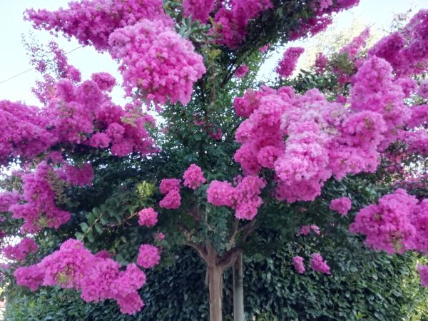 Cost of Crape Myrtle Pruning in Santa Barbara