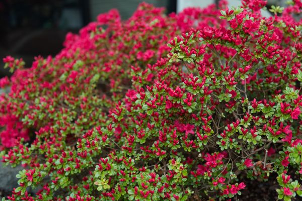 Cost of Weigela Removal Service in Santa Barbara