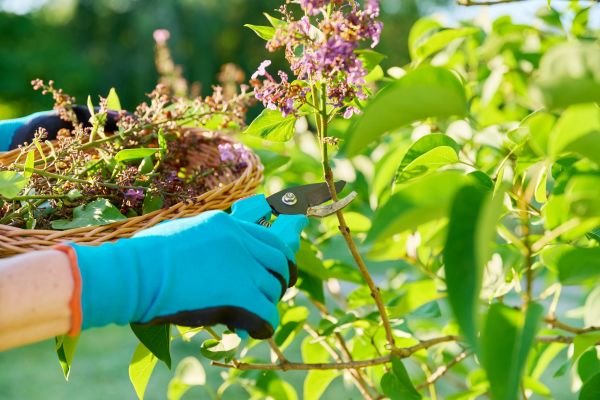 Cost of Lilac Trimming Service in Santa Barbara