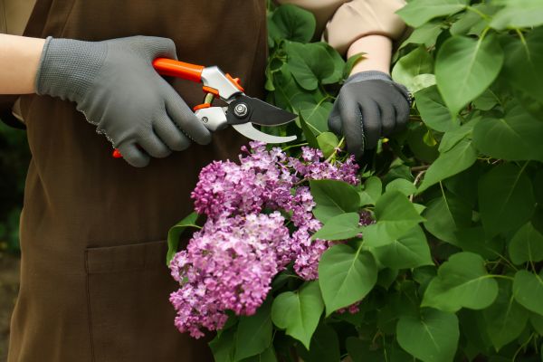 Cost of Lilac Pruning Service in Santa Barbara