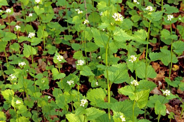 Cost of Garlic Mustard Removal in Santa Barbara