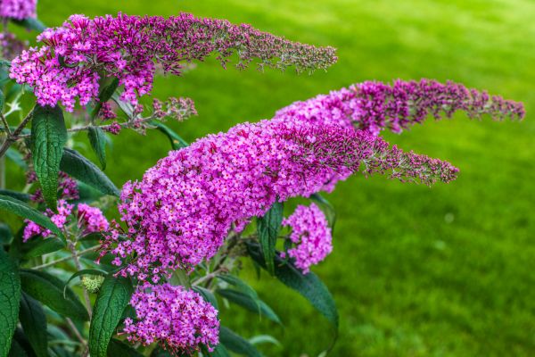 Cost of Butterfly Bush Removal in Santa Barbara