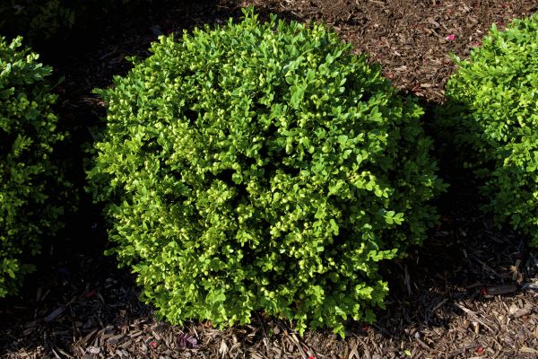 Cost of Boxwood Removal in Santa Barbara