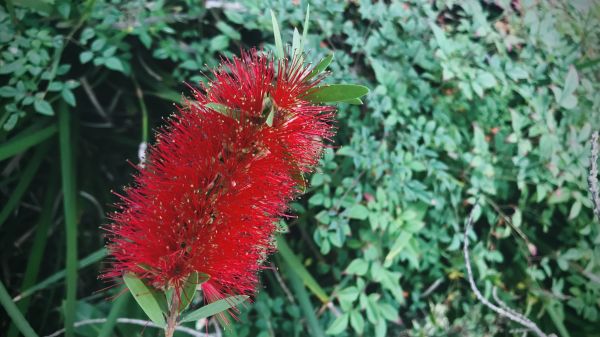 Cost of Bottlebrush Pruning in Santa Barbara