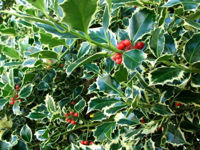 Holly Bushes Trimming