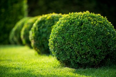 Shaping Shrubs